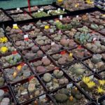 Uzgajanje i nega Lithopsa